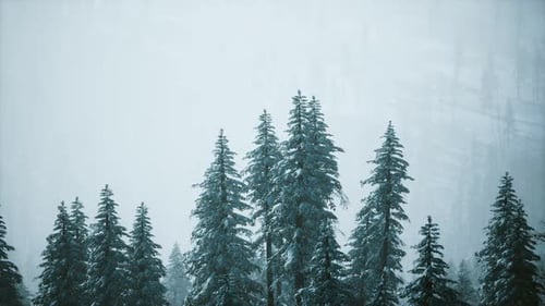 Winter Forest with Snowy Pine Trees Background