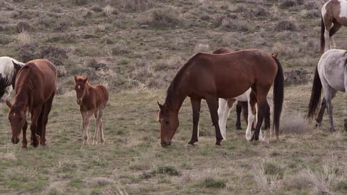 View of wild horse herd grazing