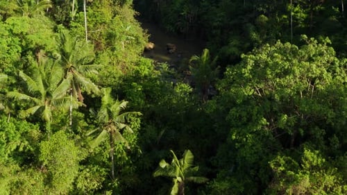 Tropical River Flowing Through Green Rainforest Canopy