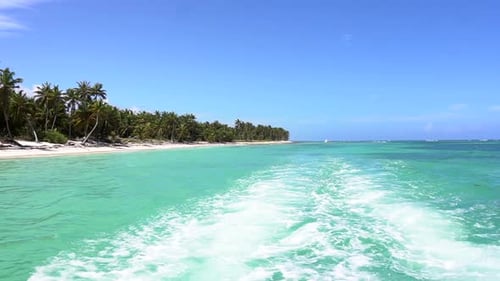 Palmstree Beach Caribbean Blue Water