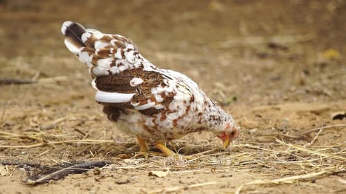 chicken in farm