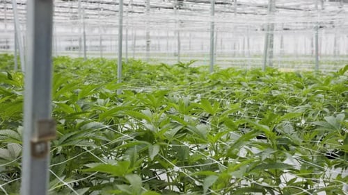 Lush Plants Growing in Modern Indoor Greenhouse
