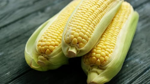 Fresh Yellow Corn on the Cob Still Life