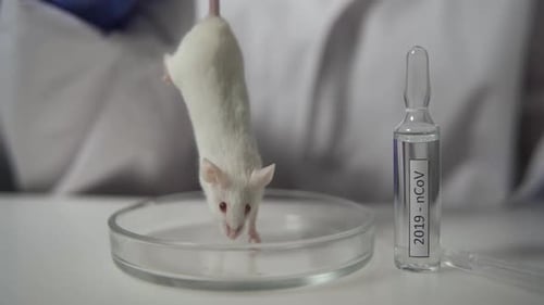 White Mouse on Petri Dish with Vial in Lab