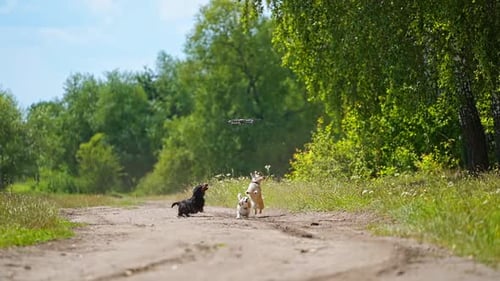 Playful Dogs Watching a Drone in the Countryside