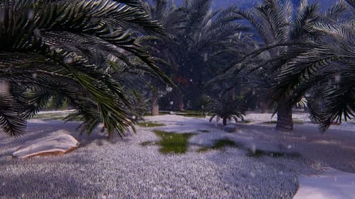 Winter Palm Tree Grove with Falling Snow Animation