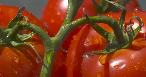 Macro close up of plump, juicy, bright red, vine ripened tomatoes dripping wet in the summer sun
