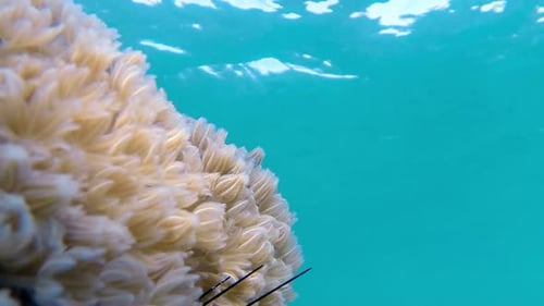 Close View of Sea Coral in Tropical Ocean