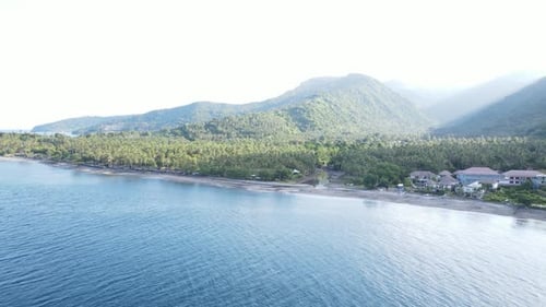 Coconut tree on the beach