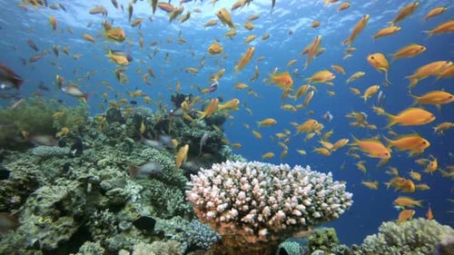 Tropical Fish Coral Reef