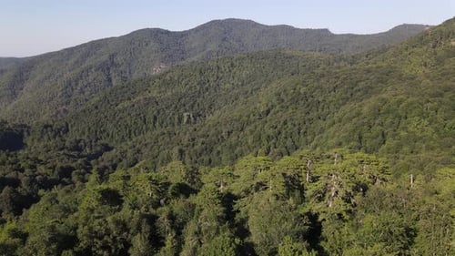 Montaña del bosque