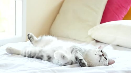 Cute Cat Sleeping and Walking on Bed