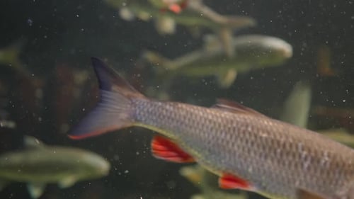 a flock of perch taken close-up in an aquatic environment