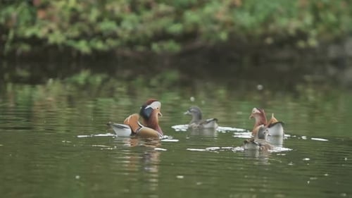 Gruppe Mandarinenten auf einem See in Zeitlupe