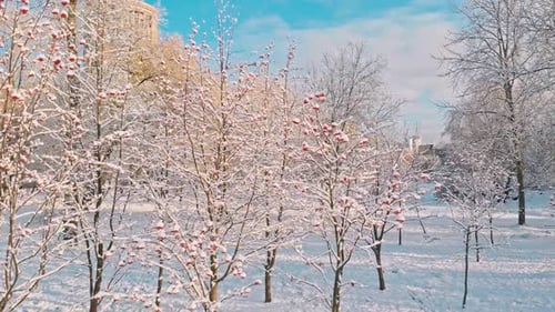 Red Rowan Berries Under The First Snow