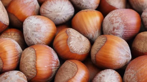 Hazelnut Abstract Background. Rotate