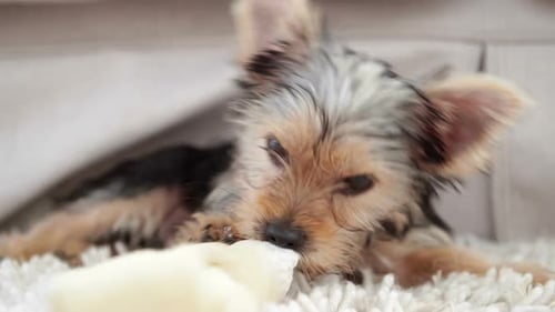 Cute Yorkshire Terrier
