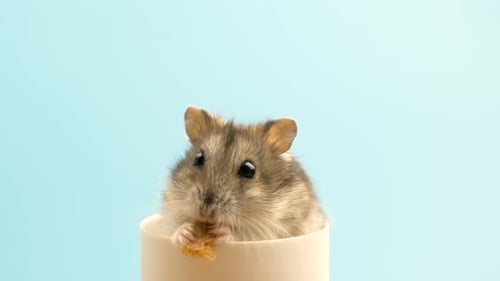 Cute Hamster Eating Food in Cylinder