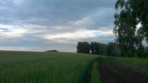 Green field in the forest