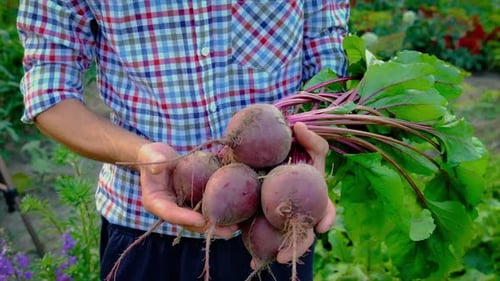 Harvest Beets in the Garden in the Hands of a Male Farmer