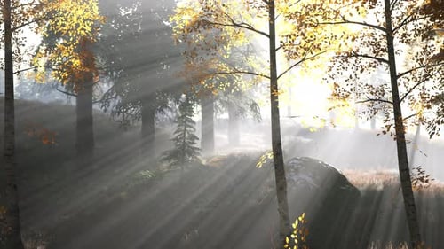 Forêt lumineuse tôt le matin dans les montagnes
