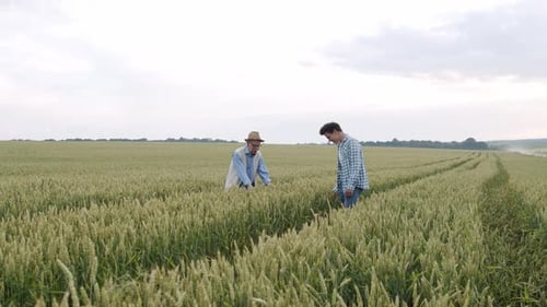 Two Happy Farmers Walking in Green Wheat Field and Touching Good Spikelets