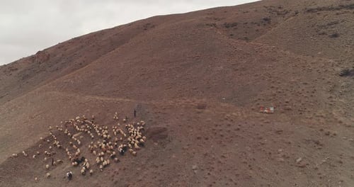 Grazing Sheep Herd on a Rural Hillside