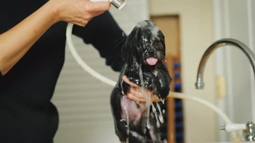 Cute Puppy Gets Bathed in Sink