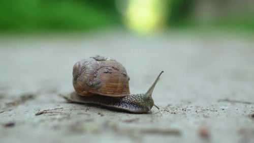 Nahaufnahme einer Schnecke, die auf einer unbefestigten Straße kriecht
