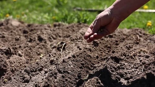 Farmer hands planting for planting seeds in the garden on sunny spring day. woman's hands putting