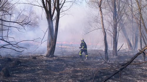 Firefighter Runs Through Burning Forest. Burnt Trees, Charred Trees. Slow Motion