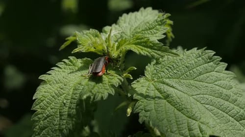 Lampyris noctiluca insect by the day 4K 2160p 30fps UltraHD footage - Close-up of common glow-worm b