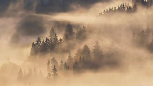 Peaceful Foggy Clouds in Mystic Forest Park