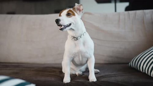 Friendly Dog Sitting Comfortably on Tan Colored Couch