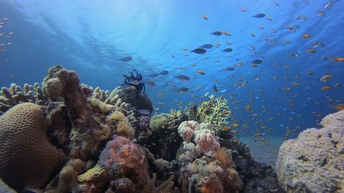 Underwater Scene Coral Reef Clownfish
