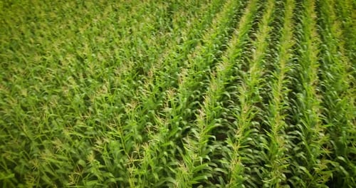 Aerial pan over a late summer corn field