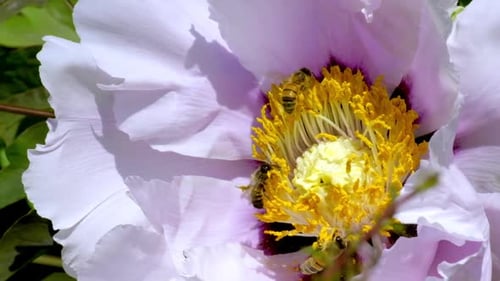 Honey bee pollinates a garden flower. Bee collects nectar from a blossoming tree peony flower