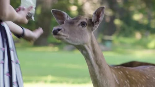 A Woman Feeds a Fallow Deer Doe in a Meadow By a Forest - Closeup