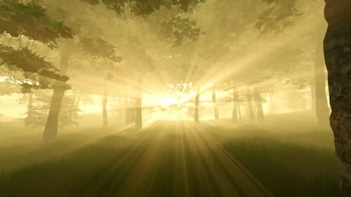 Forest Sunset Sunbeams