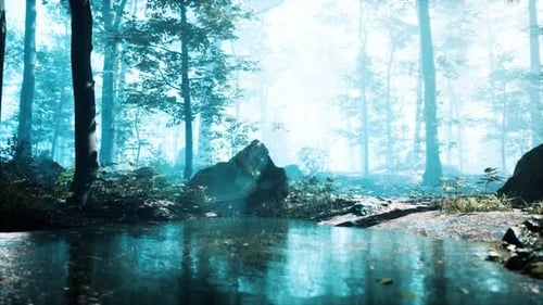 Mist on Pond in Forest with Fog