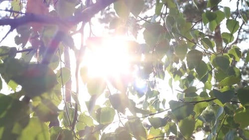 Strahlen der untergehenden Sonne im Wald