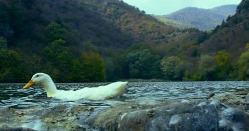 White Duck Swimming on a Mountain Lake