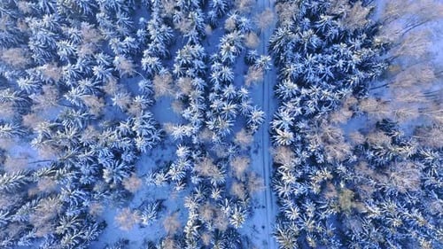 Aerial view of country road through snowy forest, Poland