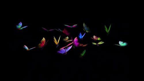 Rainbow Butterflies - Large Swarm of 21 - Flying Loop - Alpha Channel
