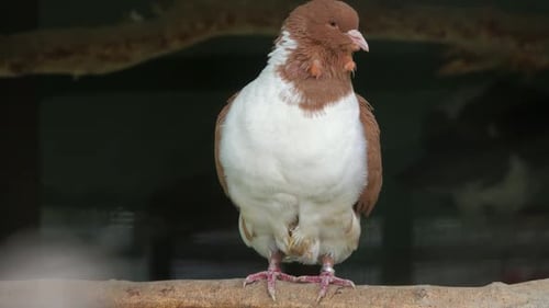 Pigeon Perched on Branch Preening Feathers