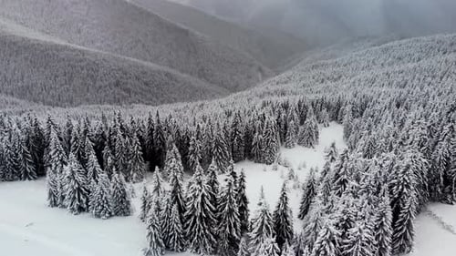 Aerial Flying Above Winter Forest in Mountain Valley