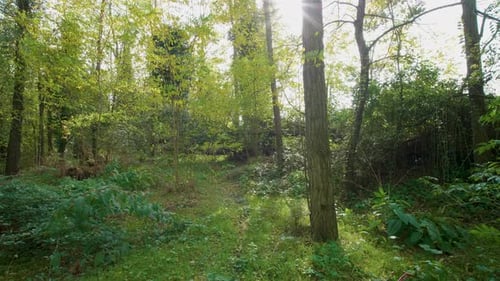 Autumn forest, gimbal walk
