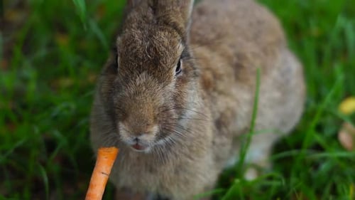 Feeding Rabbit