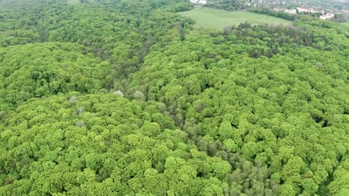 Jeune forêt verte