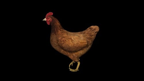 Corrida de frango
